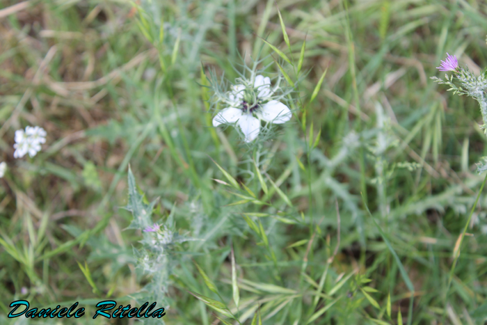 Nigella damascena